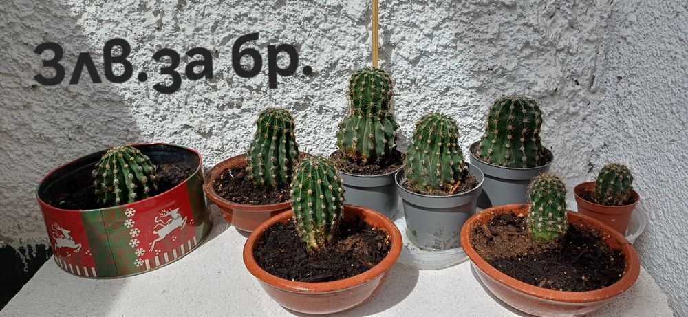 Стайни цветя -драцени и още