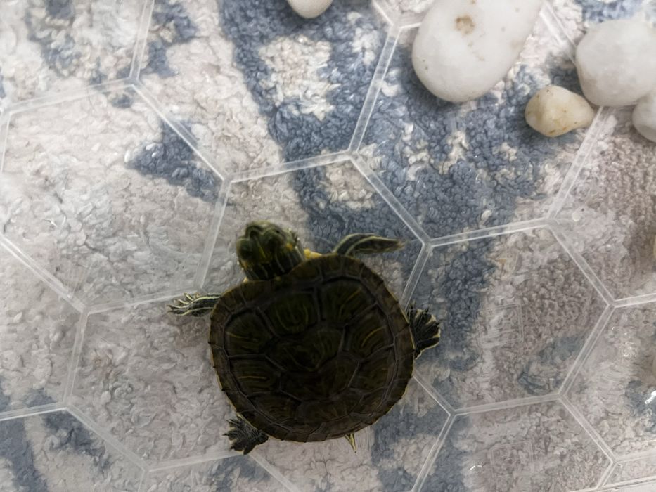 Продаётся красноухая черепаха (мальчик)