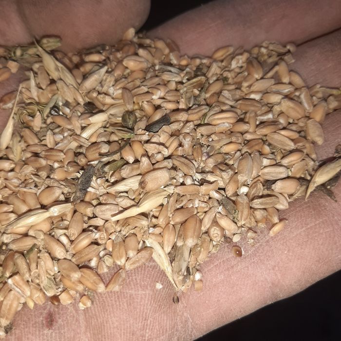 Отходы пшеничные.