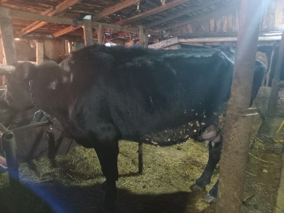 Продам коров и телят