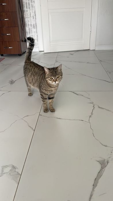 отдам в добрые руки