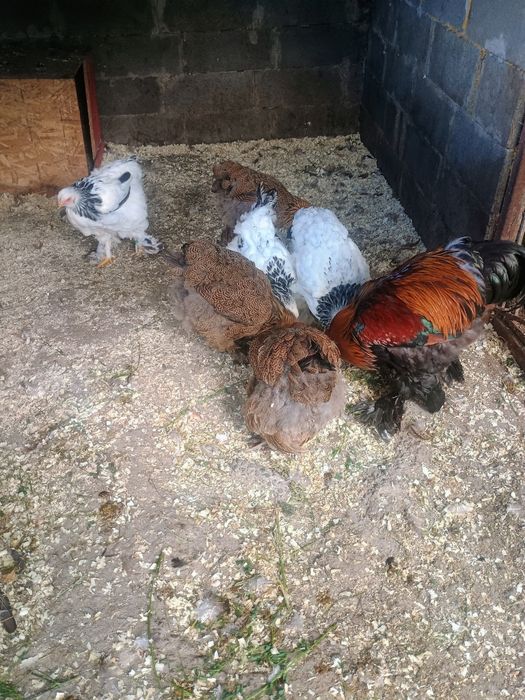 Găini brahma HD și potarnichiu de vânzare