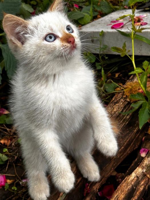 Отдадим котят, бесплатно!