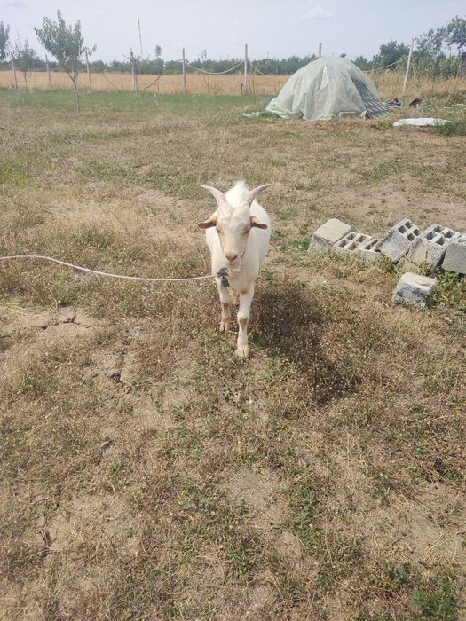 Vând iezi de anul acesta(3baieti și o fată)