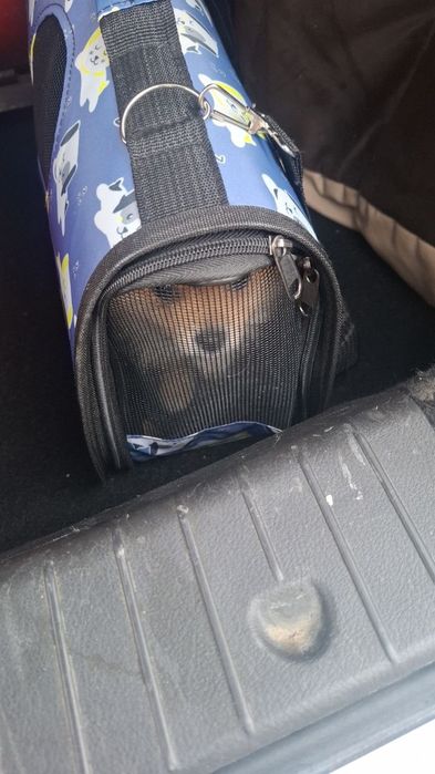 Померанський шпіц