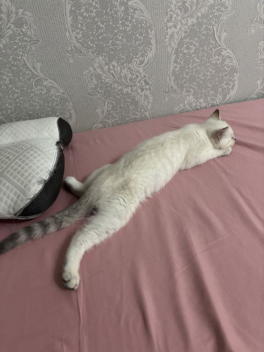 Котенок 4 мес шотландец