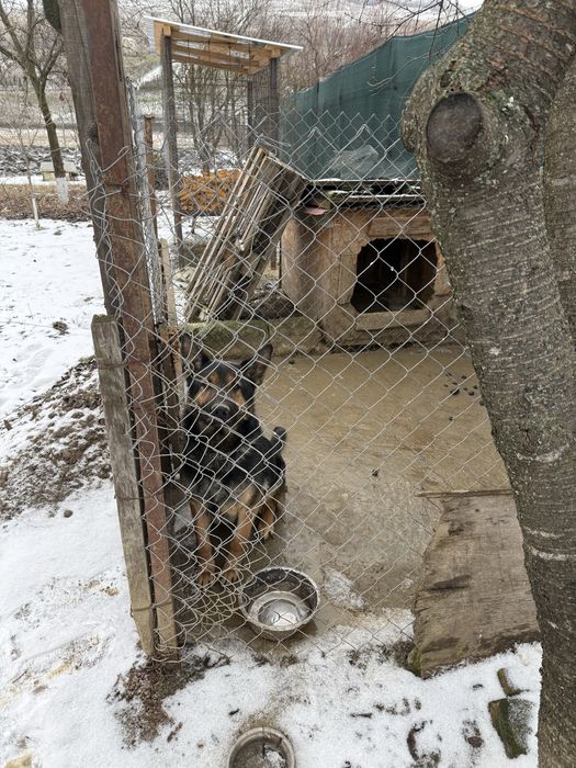 catea ciobanesc german