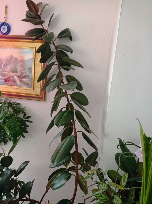 СРОЧНО ПРОДАМ дерево фикус 20000