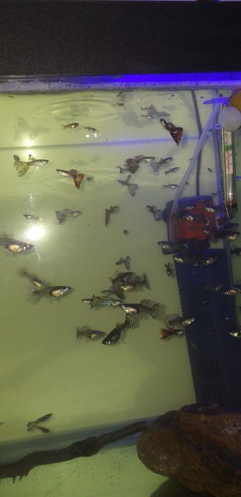 Живородящие рыбки Гуппи