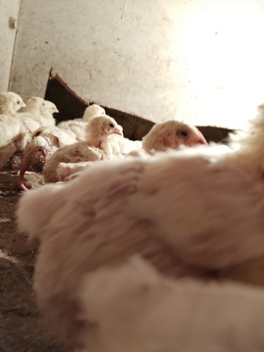 Продам бройлерный цеплять