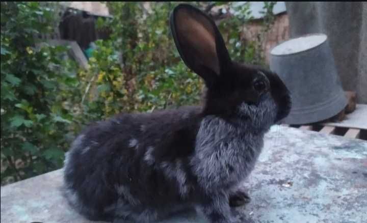 Чистопородные крольчата и крольчиха "Серебро".