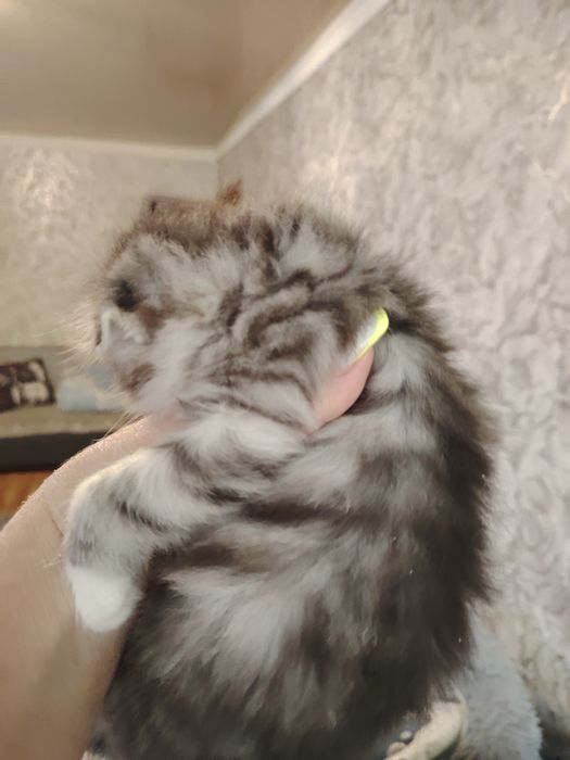 Шотландские фолды