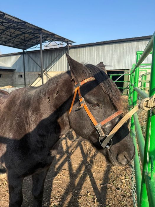 Мініс аттар сатылады