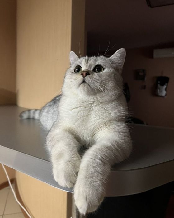 Вязка кота, окрас дрогоценый шиншила серебро, ждет дам!