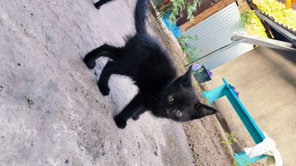 Котики  шотландские скотиш 2 месяца