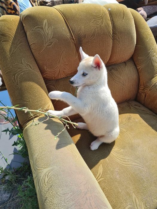 Продам щенков сибирский хаски