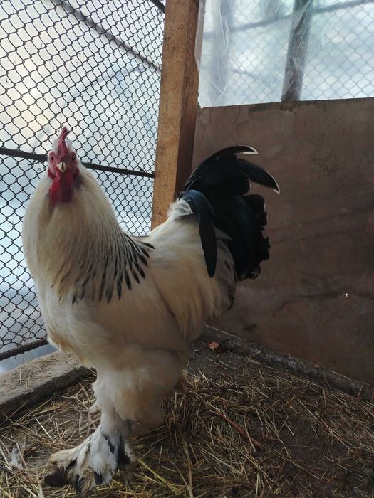 Ouă pentru incubat.