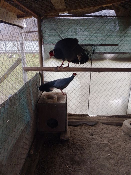 Fazani exotici  urecheati