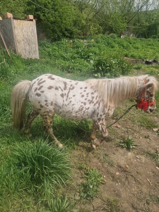 Vând poneita gata genstanta