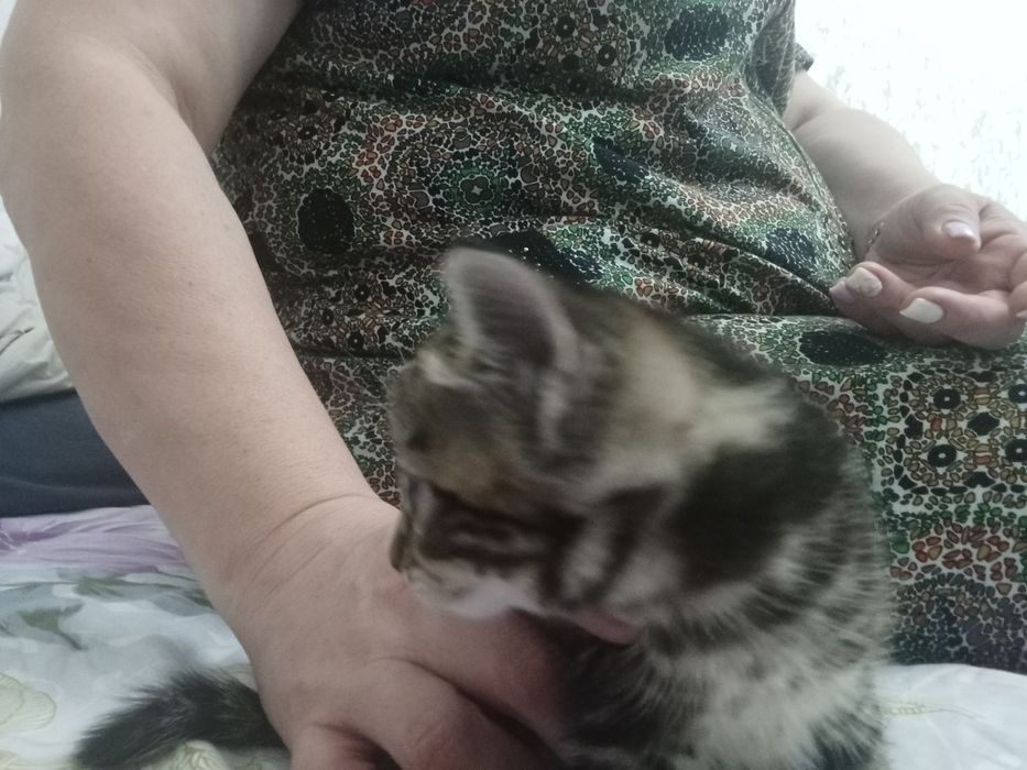 Красивые котятки