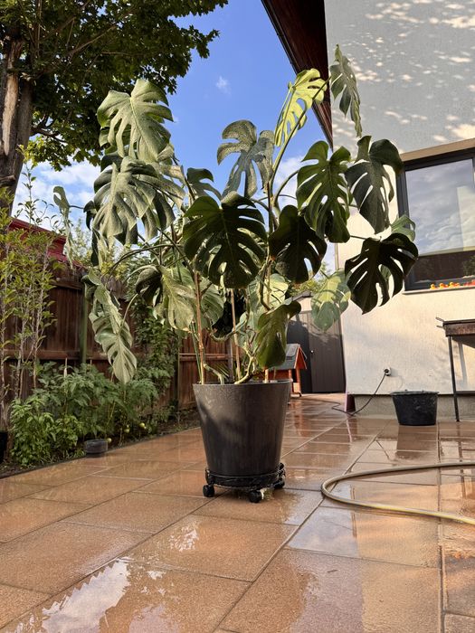 Planta interios Monstera