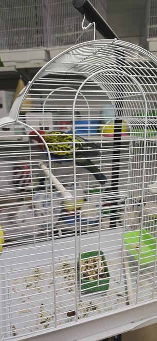 Попугай розелла красная