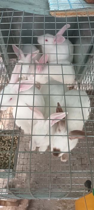 Куйонлар заказга сойиб берамиз