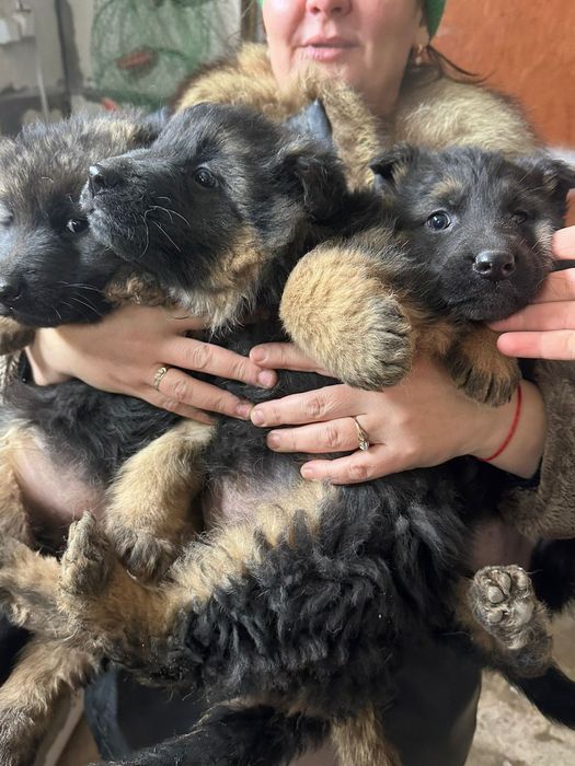 Щенки немецкой овчарки