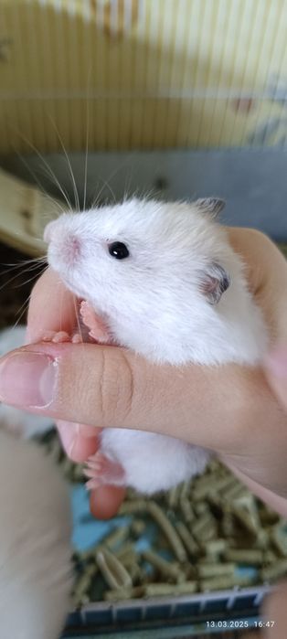 Хомячки Сирийские детки!