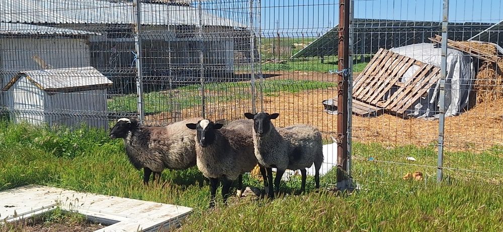 Vând miei și mieluțe rasă de carne Romanov