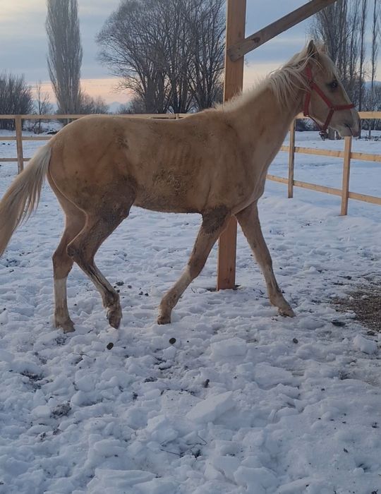 Продаётся жеребец