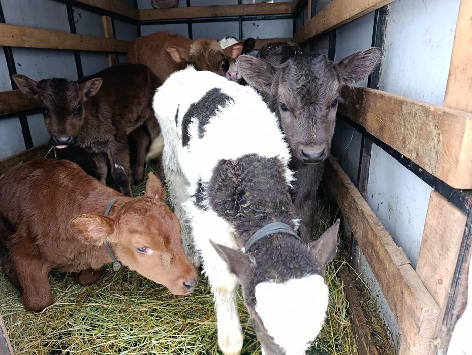 Телята бычки Бузау еркек