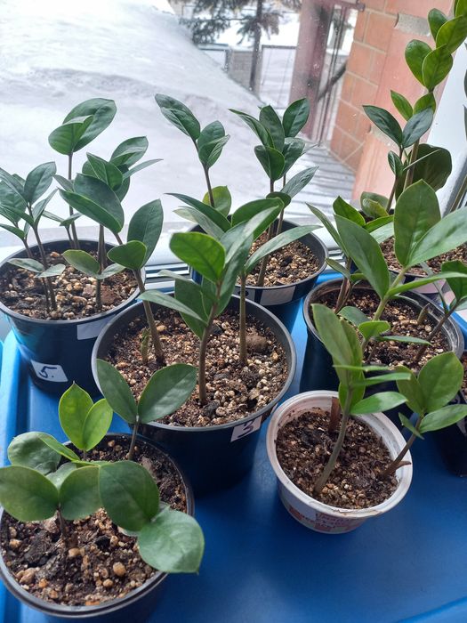 Цветы  для  дома