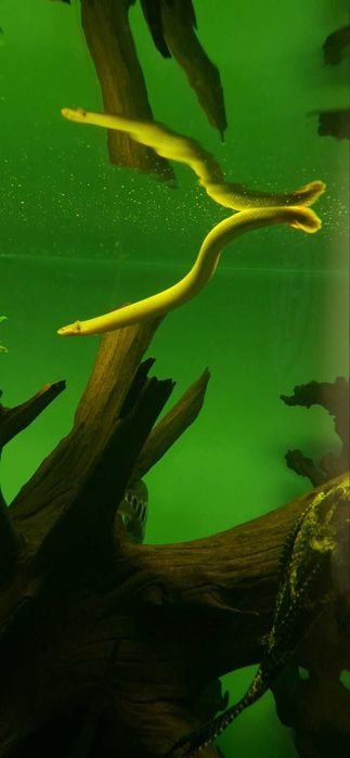 рибки и аквариум