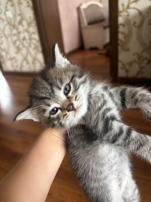 Отдам котят в хорошие руки