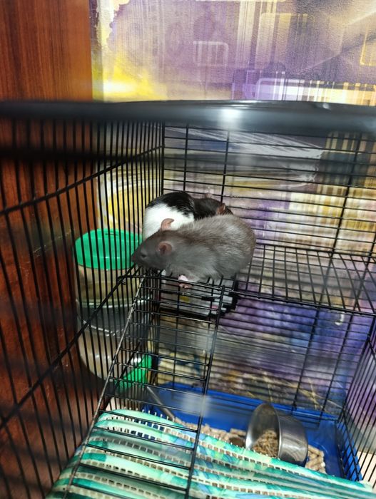 Продам декоративных крыс