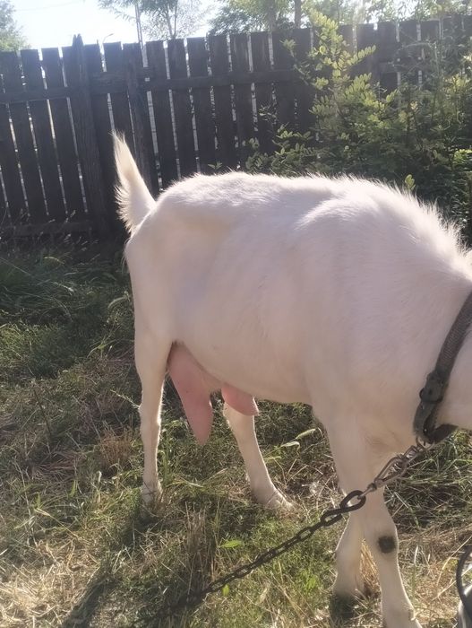 De vânzare capră sannen gestantă