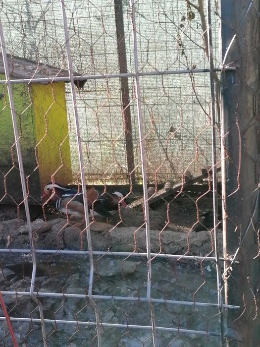 Vând rățoi mandarin