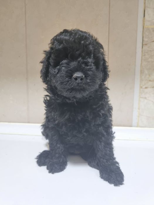 Милые шетки  пулеля.