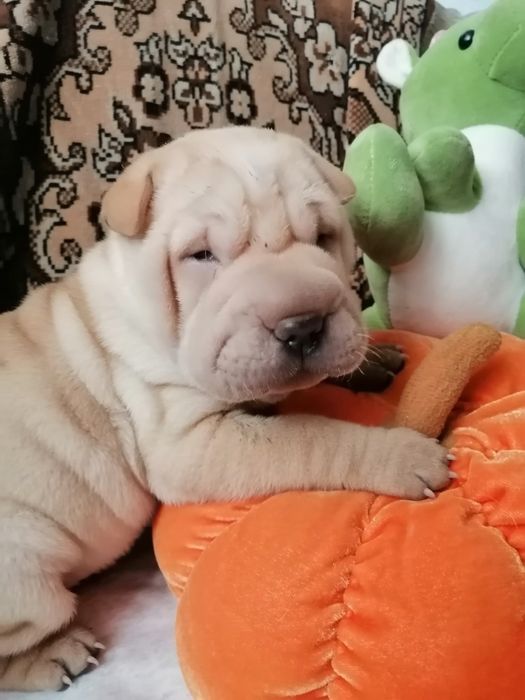 Бронь малышек три девочки