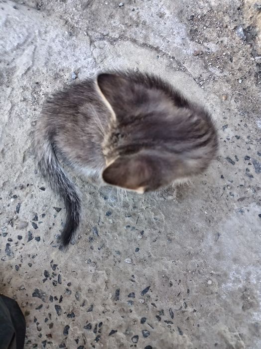 Мысык бар еркек котенок