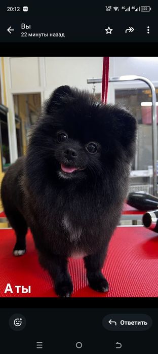 Кобель для вязки. Шпиц