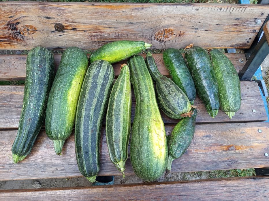 Продам  срочно кабочки