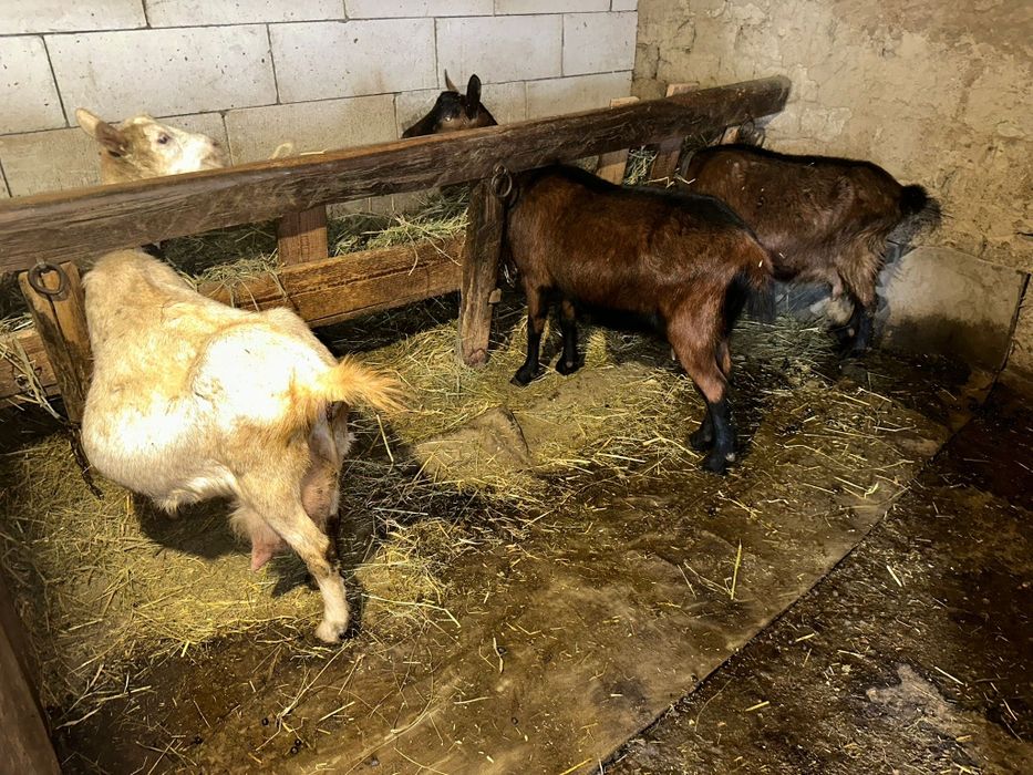 Vând capre alpin francez