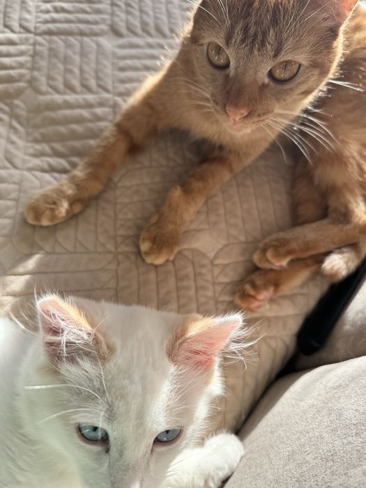 Отдам кота в добрые и ласковые руки