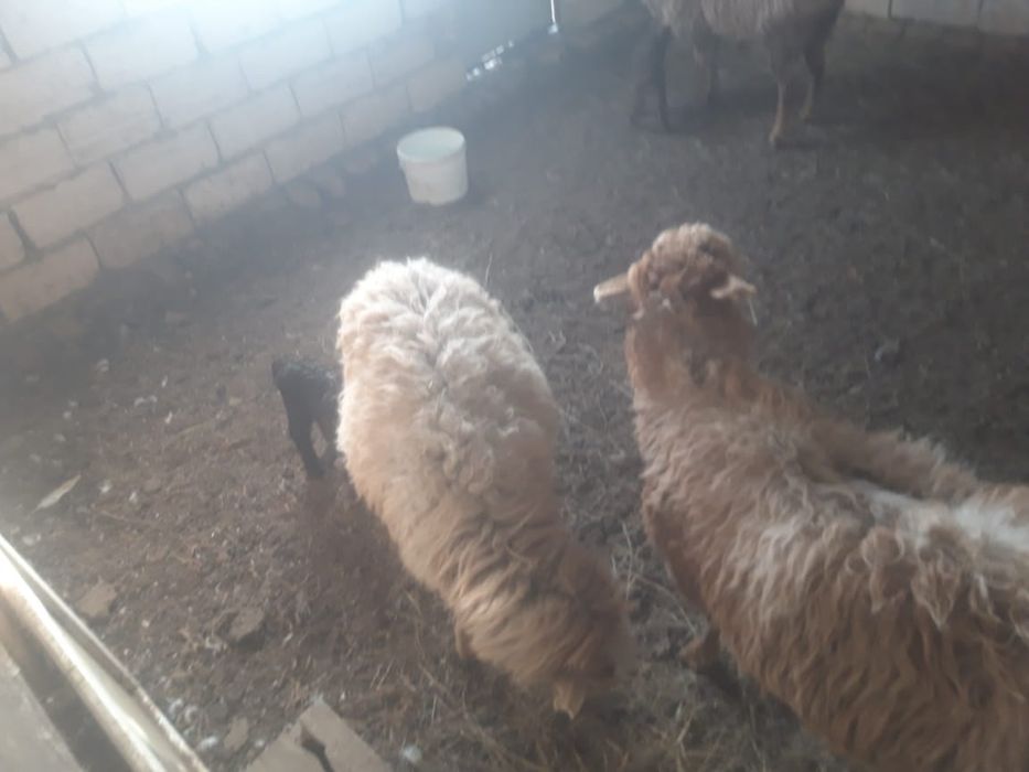 Буаз койлар козылы койлар сатылады