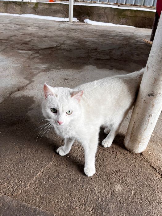 Отдадим в добрые руки