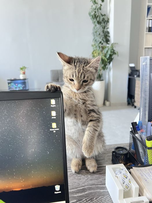 Отдам даром котика