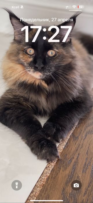 Продам Кошка Мейн Кун , окрас черепашка