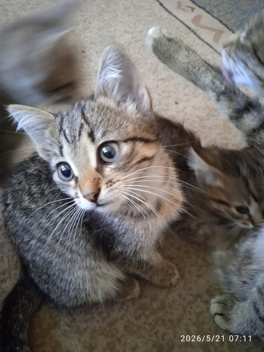 Красивые милые котята в добрые руки